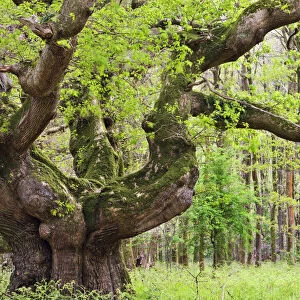 Ancient oak tree growing in Savernake Forest in springtime, Marlborough, Wiltshire