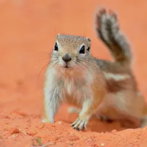 Antelope/white-tailed antelope squirrel (Ammospermophilus leucurus), Valley of Fire State Park, Nevada, USA