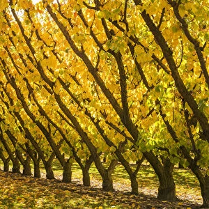 Apricot Trees in Autumn, Cromwell, New Zealand