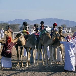 Arab camel handlers lead camels and jockeys into line