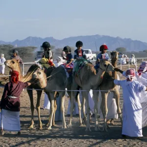 Arab camel handlers lead camels and jockeys into line