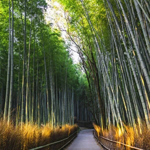 Arashiyama bamboo grove, Kyoto, Kyoto prefecture, Kansai region, Japan