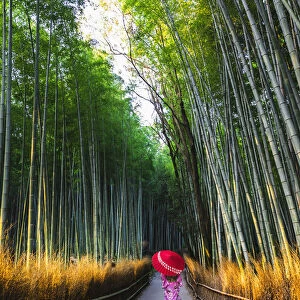 Arashiyama, Kyoto, Kyoto prefecture, Kansai region, Japan