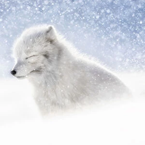 Arctic fox (Alopex lagopus) in heavy snowfall, in the abandoned Russian settlement