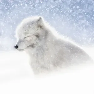Arctic Fox in Heavy Snowfall Print Arctic Fox in Heavy Snowfall Print