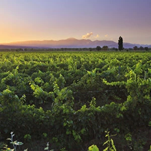 Argentina, Mendoza, Lujan de Cuyo, Malbec Grape Wineries