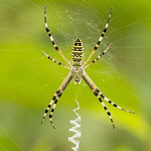 Argiope fasciata or Argiope Bruennuchi at the center of its cobweb is waiting for prey
