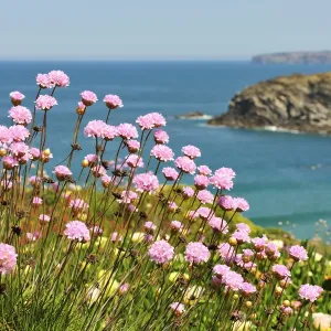 Armeria pungens blossom. Zambujeira do Mar Armeria pungens blossom. Zambujeira do Mar