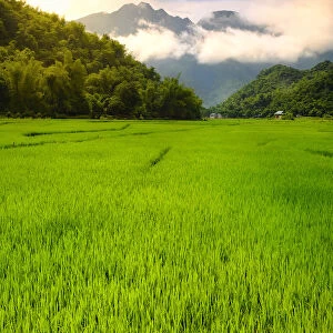 Asia, South East Asia, Vietnam, Mai Chau, view of rice paddies and mountains in the