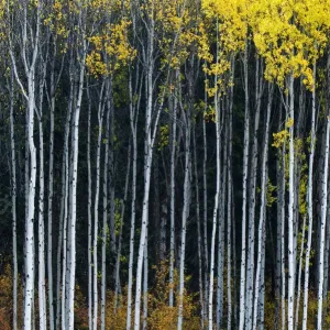Aspens in Autumn Print, Wenatchee National Forest Landscape Photography
