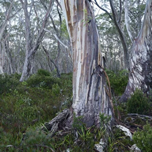 Australia, Australian, Tasmania, Franklin-Gordon Wild Rivers National Park, Eucalyptus
