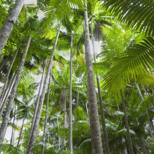 Australia, Queensland, Fraser Island