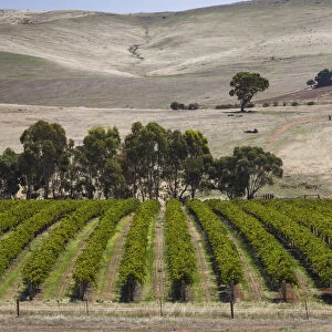 Australia, South Australia, Clare Valley, Auburn, vineyard