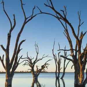 Australia, South Australia, Murray River Valley, Barmera, Lake Bonney, petrified trees