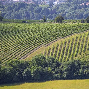 Austria, Vienna, Vineyards on outskirts of Vienna