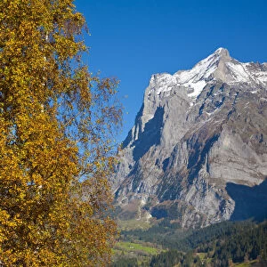 Autumn Color & Alpine Meadow, Eiger & Grindelwald, Berner Oberland, Switzerland