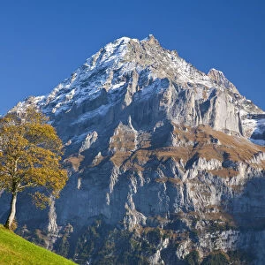 Autumn Color & Alpine Meadow, Wetterhorn & Grindelwald, Berner Oberland, Switzerland