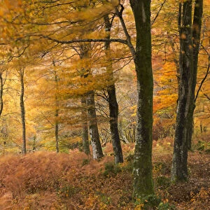 Autumn colours in Barton Wood, Exmoor National Park, Somerset, England. Autumn (November)