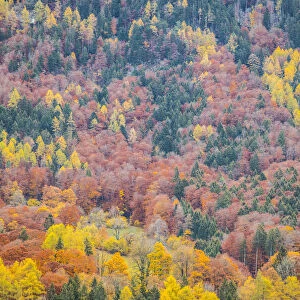 Autumn colours, Berner Oberland, Switzerland