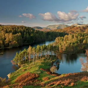 Autumn colours at Tarn Hows nearr Hawkshead, Lake District, Cumbria, England