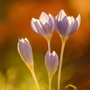 Autumn Crocus (Colchicum autumnale), Bulgaria