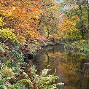 Autumn foliage along the banks of the River Teign at Fingle Bridge, Dartmoor National