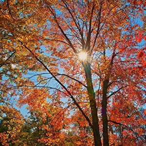 Autumn foliage Chutes Provincial Park, Ontario, Canada