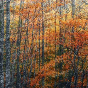 Autumn Foliage in Emilia Romagna Print Autumn Foliage in Emilia Romagna Print