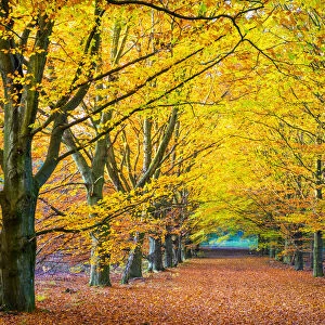 Autumn leaves in European Beech (Fagus sylvatica) forest in Hoge Kempen National Park