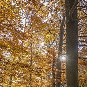Autumn sun in the Bucherwald im Taunus, Niedernhausen, Hesse, Germany
