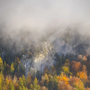 Autumn trees, Berner Oberland, Switzerland