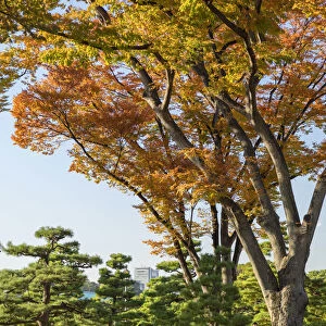 Autumn trees in Hibiya Park, Tokyo, Japan