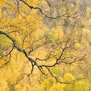 Autumn Wood Print, Cairngorms National Park Autumn Wood Print, Cairngorms National Park