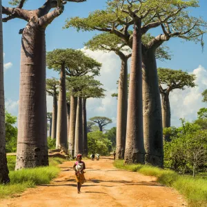 Avenue of the Baobabs (UNESCO World Heritage site), Madagascar