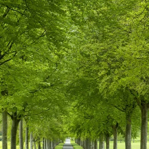 Avenue of Beech Trees, near Wimborne, Dorset, England