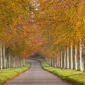 Avenue of colourful trees in autumn, Dorset, England. November