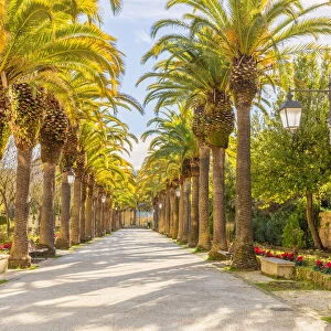 Avenue lined with palms trees in the public Ibleo Garden, Ragusa Ibla, Ragusa, Sicily