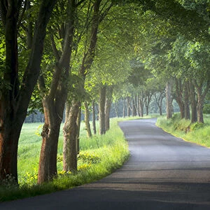 Avenue of trees, Milesov, Central Bohemia, Czech Republic