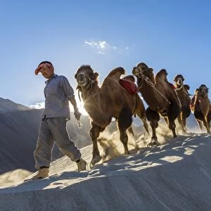 Bactrian or double humped camels, Nubra Valley, Ladakh, India