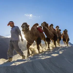 Bactrian or double humped camels, Nubra Valley, Ladakh, India