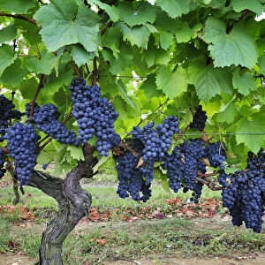 Baga, a traditional grape variety from Bairrada wine region. Sao Lourenco do Bairro