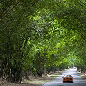 Bamboo Avenue, St. Elizabeth Parish, Jamaica, Caribbean