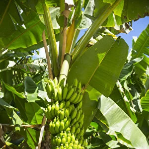 Bananas growing in a garden on La Digue, Seychelles