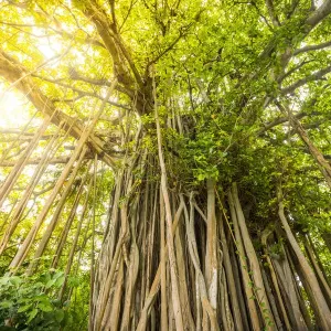 Maldives Banyan Tree Print - South Male Atoll Beach Maldives Banyan Tree Print - South Male Atoll Beach