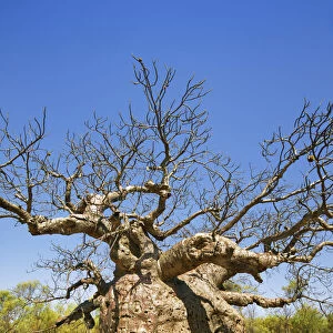 Baobab Prison Tree near Derby - Australia, Western Australia, Kimberley, Derby