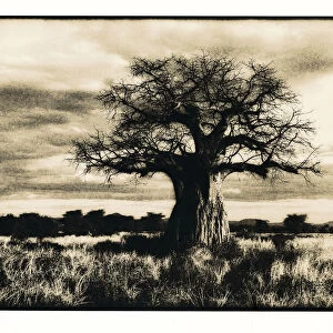 Baobab tree in Ruaha National Park, Southern Tanzania