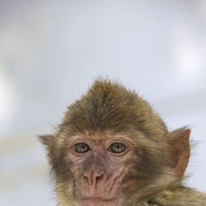 Barbary Macaque, Gibraltar, Cadiz Province