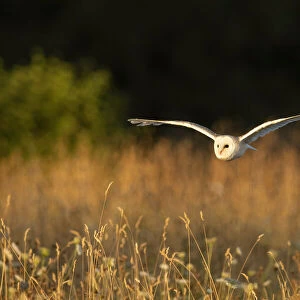 Barn Owl (Tyto alba) (C), Hawk Conservancy Trust, Hampshire, England, UK