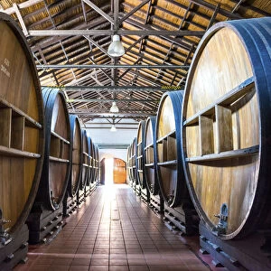 Barrels of Wine, Mendoza, Argentina, South America