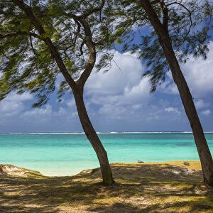 Beach and Casuarina Trees, Flacq district, East Coast, Mauritius